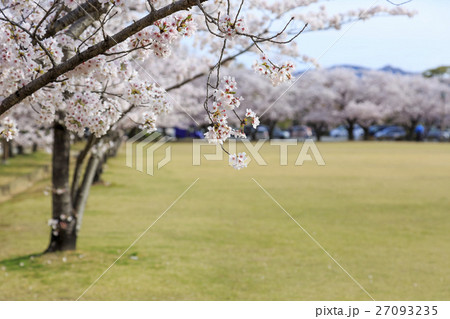 春・満開の桜 春・満開の桜 27093235