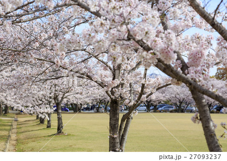春・満開の桜並木 27093237