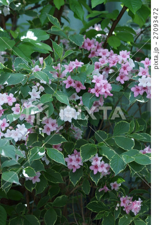 大紅空木　オオベニウツギ　花言葉は「豊かで美しい」 27093472
