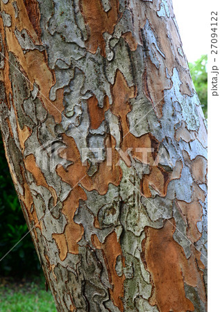 Close up on a beautiful bark texture Close up on a beautiful bark texture 27094122