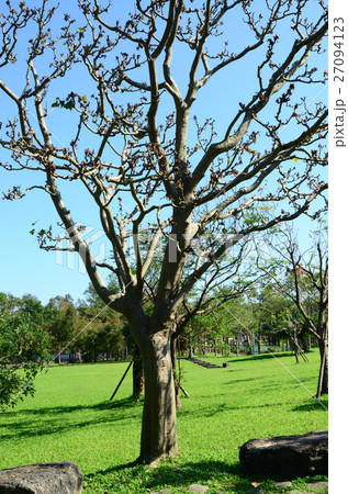 Trees in a park 27094123