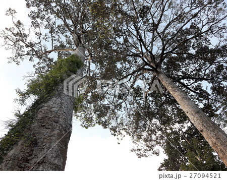 look up to branch of tree  27094521