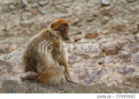 Barbary macaque, Barbary ape, or magot 27095692