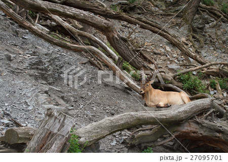 Young male wild Caucasian tur on rock background Young male wild Caucasian tur on rock background 27095701