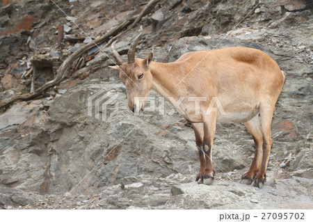 Pregnant female wild Caucasian tur on rock Pregnant female wild Caucasian tur on rock 27095702