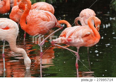 Beautiful pink flamingos on the lake closeup 27095714