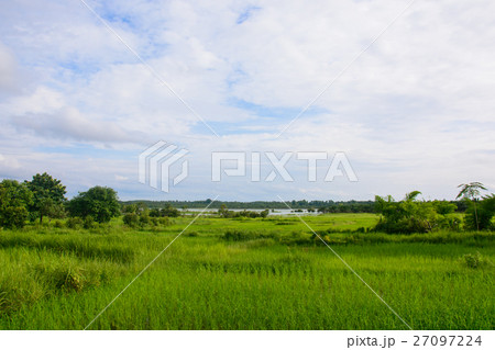 sapling rice, rice field in rural, thailand. sapling rice, rice field in rural, thailand. 27097224