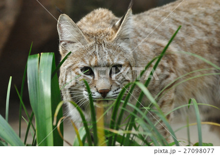 警戒するボブキャット 27098077