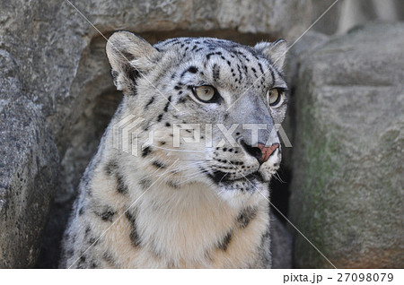 ユキヒョウ ユキヒョウ 27098079