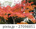 もみじ 27098851