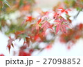 もみじ 27098852