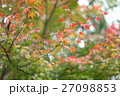 もみじ 27098853