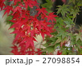 もみじ 27098854