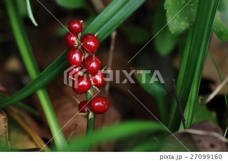自然　植物　キチジョウソウ、艶々の赤い実。十一月ころから十二月半ばまで見られます② 27099160