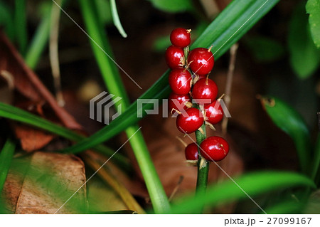 自然　植物　キチジョウソウ、艶々の赤い実。十一月ころから十二月半ばまで見られます① 27099167