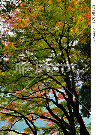 もみじの並木 27099225