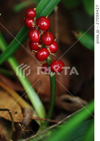 自然　植物　キチジョウソウ、花茎が地下茎から立ち上がっている様子がわかります 27099427