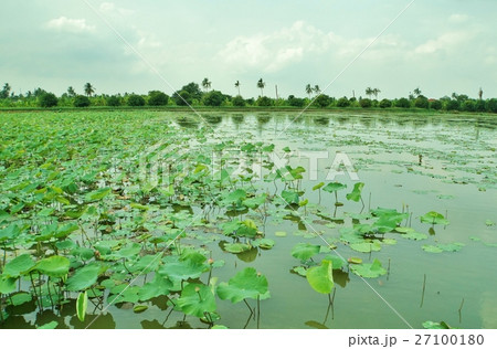 タイ王国ナコーンパトムの蓮池（Lotus Pond in Thailand） 27100180