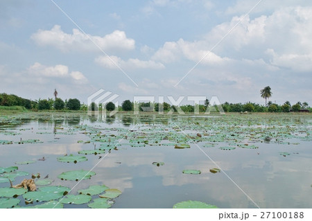 Lotus Pond（ハスの池、蓮池） 27100188