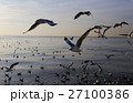 Seagulls fly over the sea 27100386
