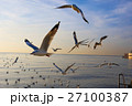 Seagulls fly over the sea 27100387
