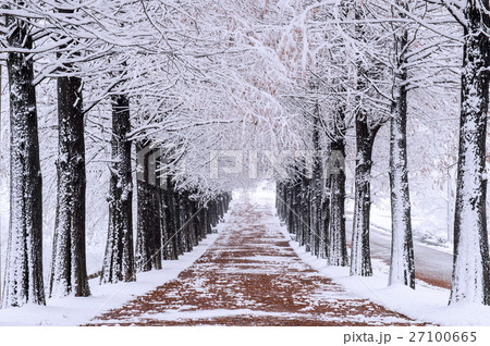 Row of trees in Winter with falling snow. 27100665