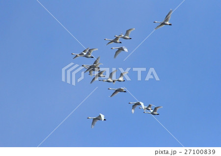 白鳥の飛翔 27100839