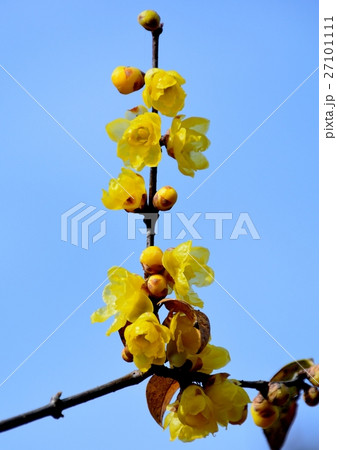 満月ロウバイの花咲く 27101111