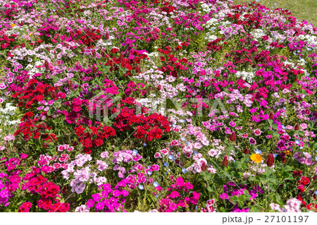 リビングストンデージー(花　5月 カラフル) 27101197