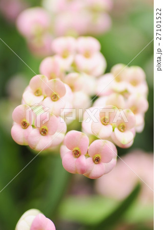 ピンク色のハナキリン 27101522