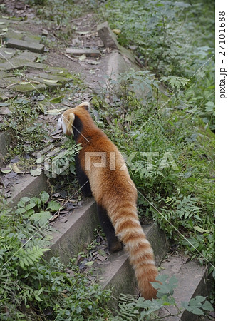レッサーパンダ レッサーパンダ 27101688