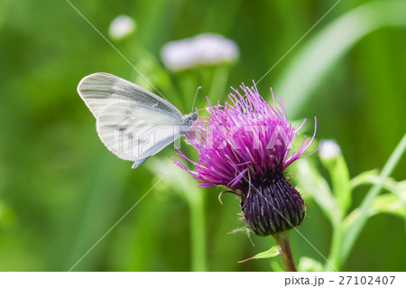 ヒメシロチョウ ヒメシロチョウ 27102407