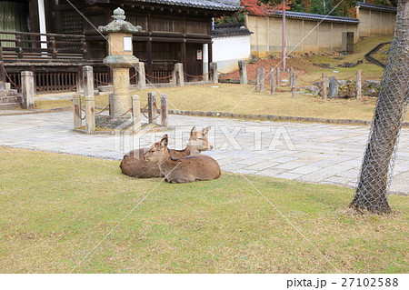 初冬の奈良公園 27102588