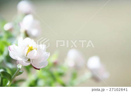 ハナカンザシ 27102641