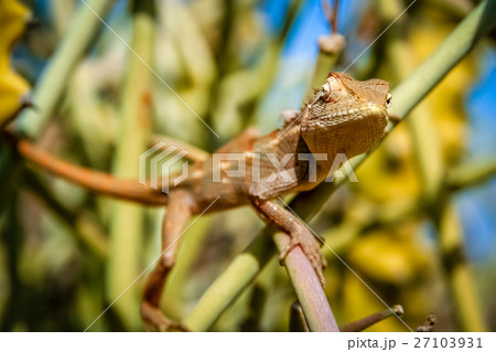 Lizard on a cactus Lizard on a cactus 27103931