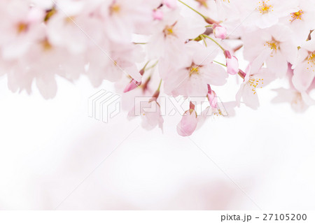 桜の花 桜の花 27105200