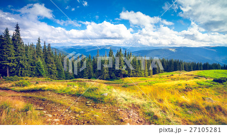 Pine trees in mountains Pine trees in mountains 27105281