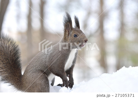 雪の中のエゾリス 27105371