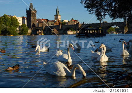 Cruise in Prague A Boat Between Herd of Swans and 27105652