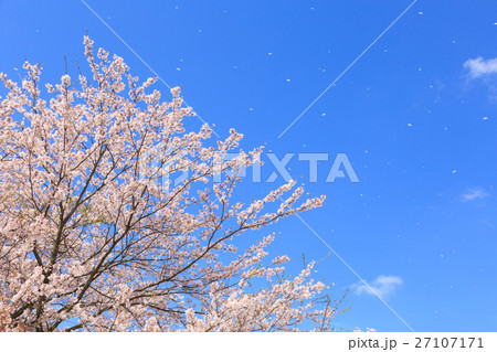 桜舞い散る 花吹雪 桜舞い散る 花吹雪 27107171
