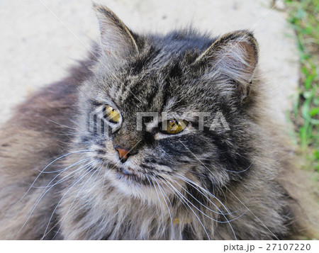 Abandoned feral cat – Do not abandon your pet Abandoned feral cat – Do not abandon your pet 27107220