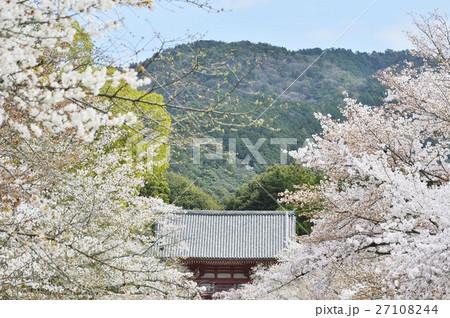 世界遺産 醍醐寺 仁王門 桜並木 世界遺産 醍醐寺 仁王門 桜並木 27108244