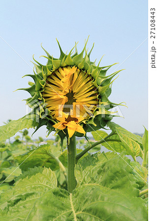 Young sunflower bud in field. Young sunflower bud in field. 27108443