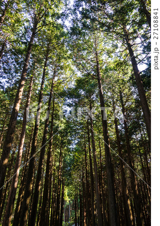 秩父宮記念公園のヒノキ林 27108841