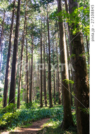 秩父宮記念公園のヒノキ林 27108845