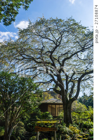 秩父宮記念公園のしだれ桜の木 27108874