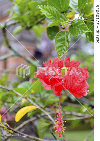 ハイビスカス 27109056