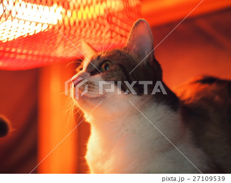 こたつ猫5 27109539