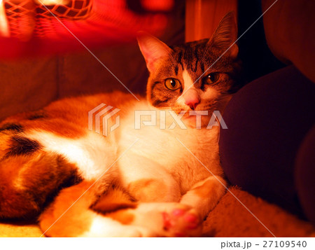 こたつ猫6 こたつ猫6 27109540