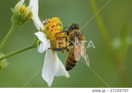生物 クリーチャー 生き物 27109797